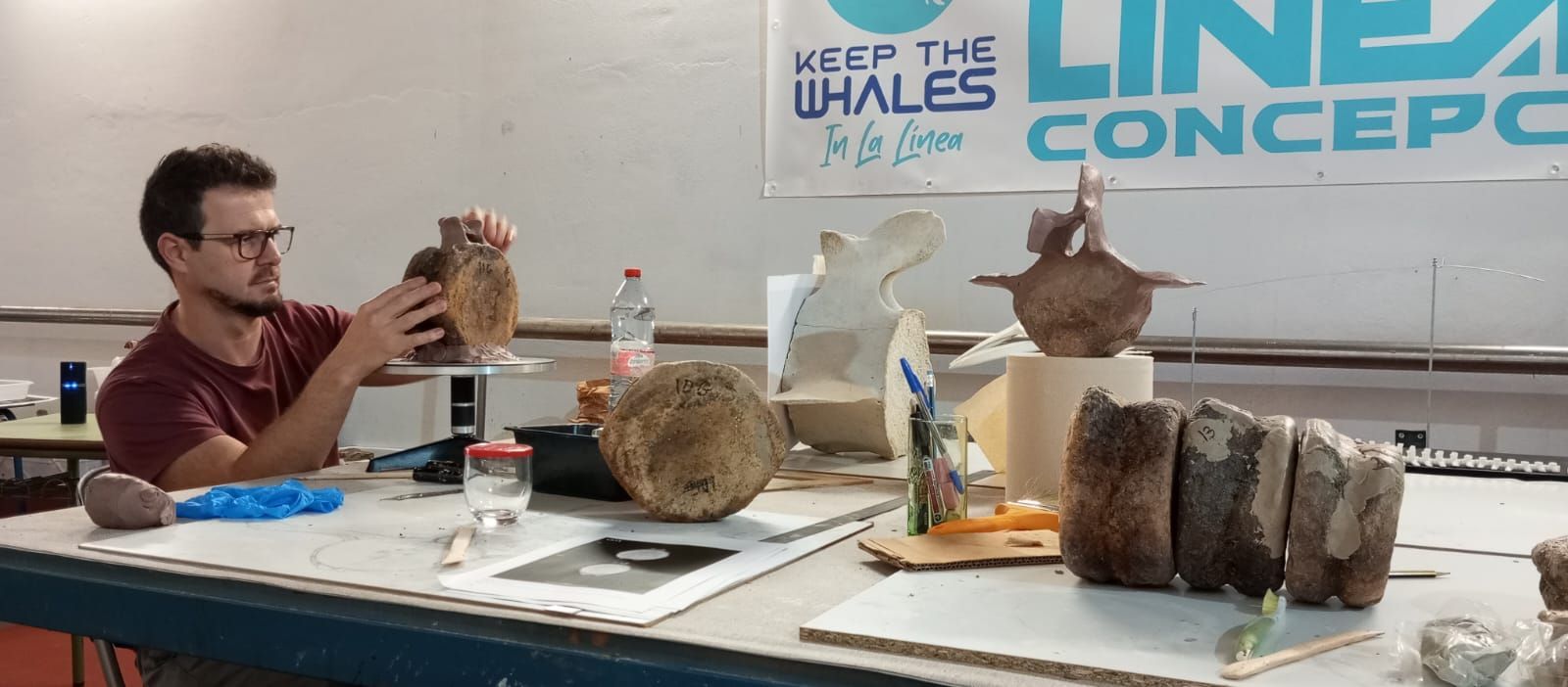 El esqueleto de la ballena 'Galadriel' continua en su proceso de reconstrucción y montaje.