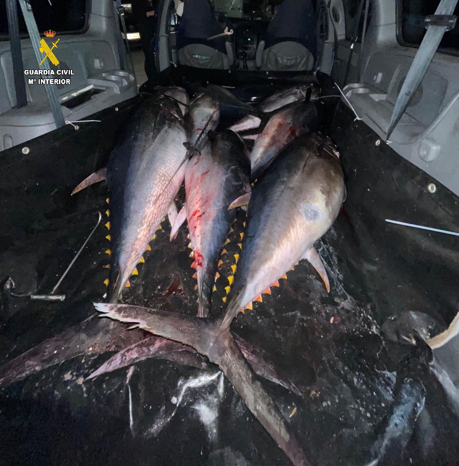 La Guardia Civil interviene 500 kilos de atún rojo en una furgoneta en el Puerto de Tarifa.