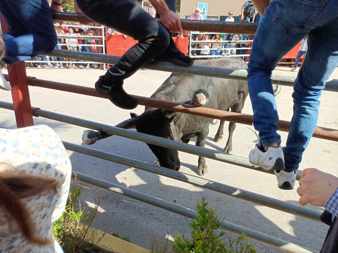 9 Toro Embolao de Los Barrios.