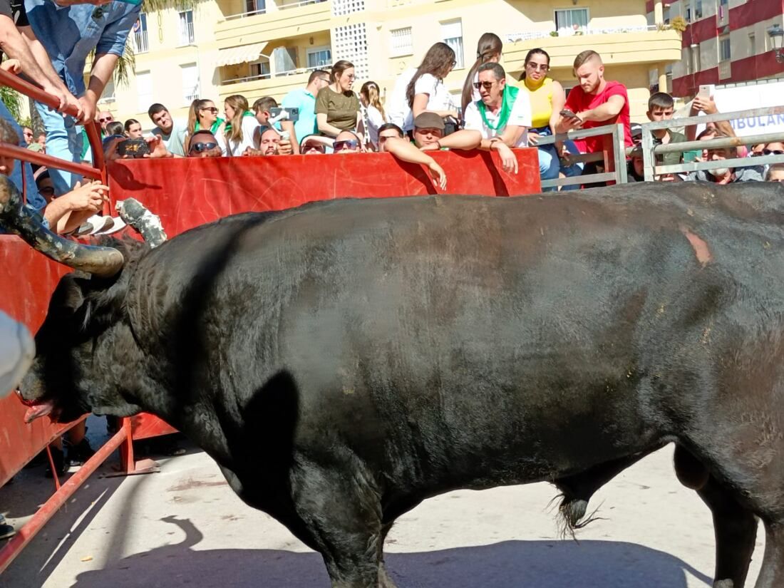 14 Toro Embolao de Los Barrios.