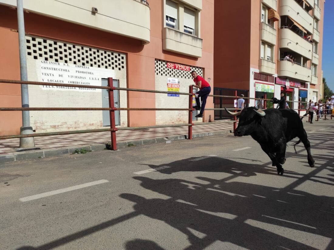 19 Toro Embolao de Los Barrios.