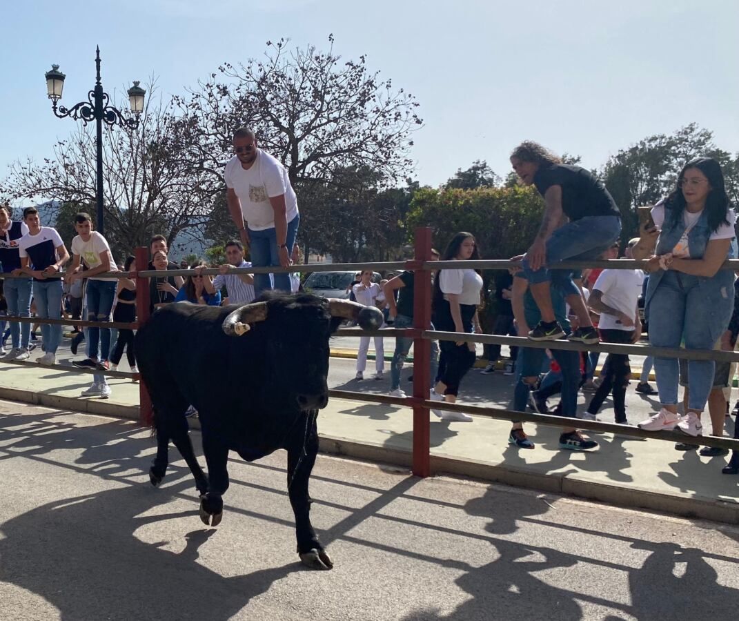 26 Toro Embolao de Los Barrios.