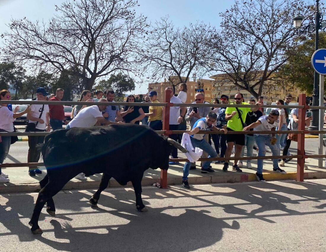 28 Toro Embolao de Los Barrios.
