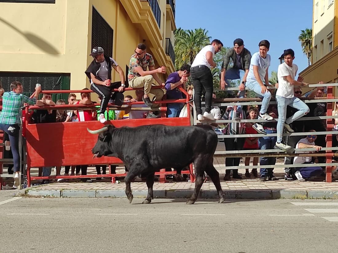 Una imagen del Toro Embolao en Los Barrios.