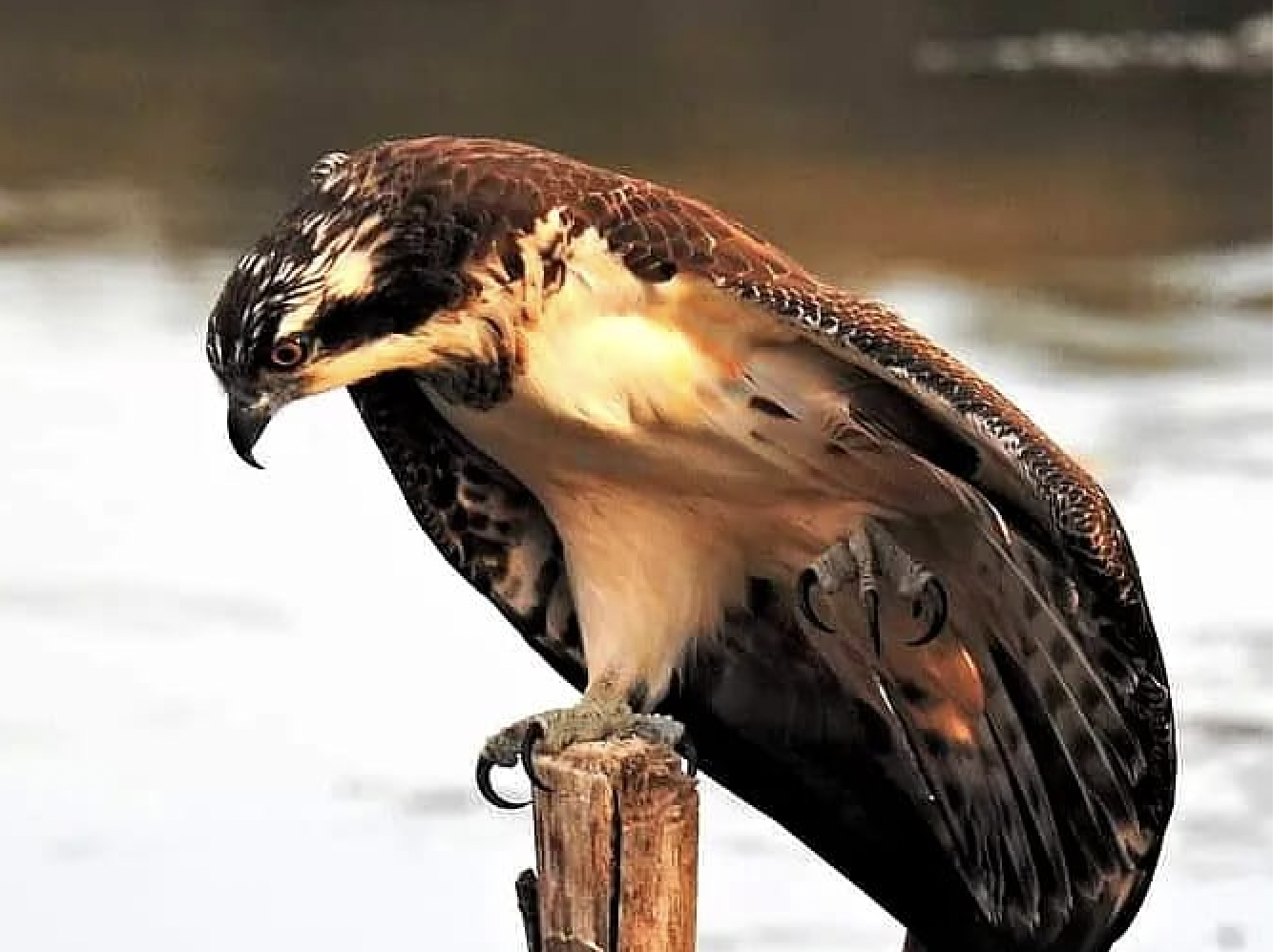 Foto: Águila pescadora en la laguna Huerta las Pilas y Laguna.