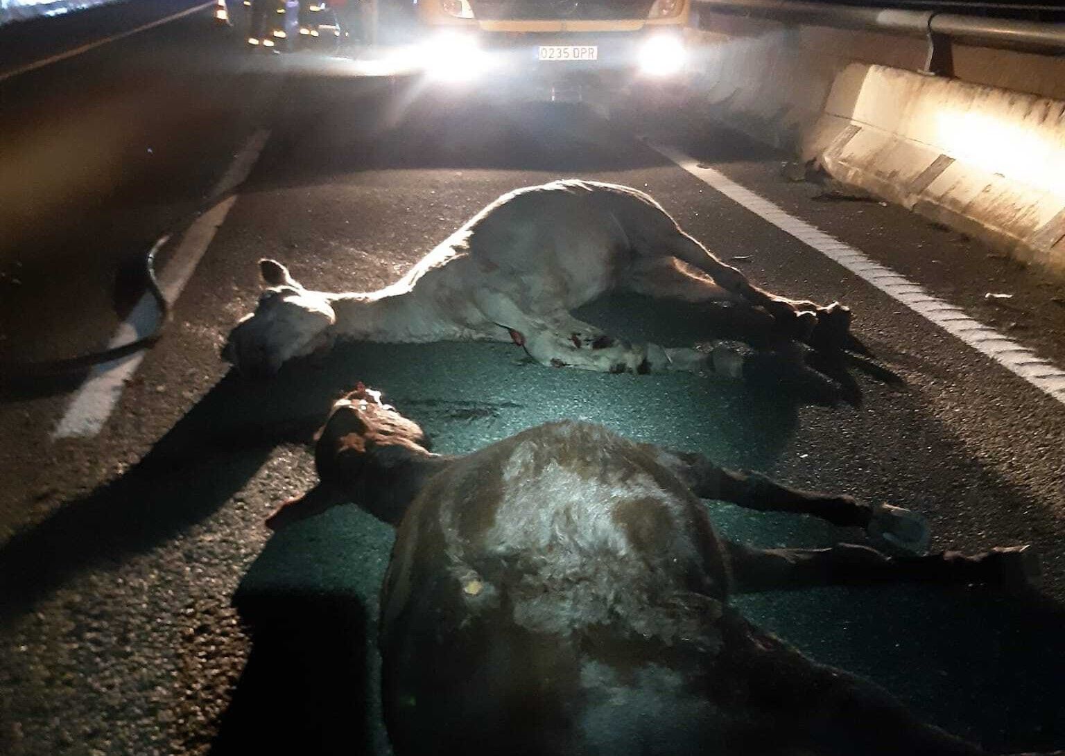 Caballos.
