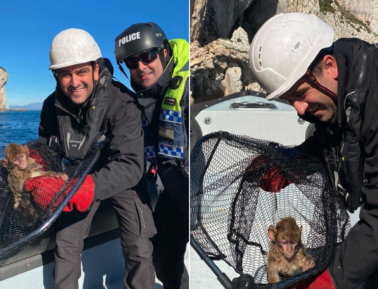 Rescatan a un mono varado cerca de la cueva Gorham en Gibraltar