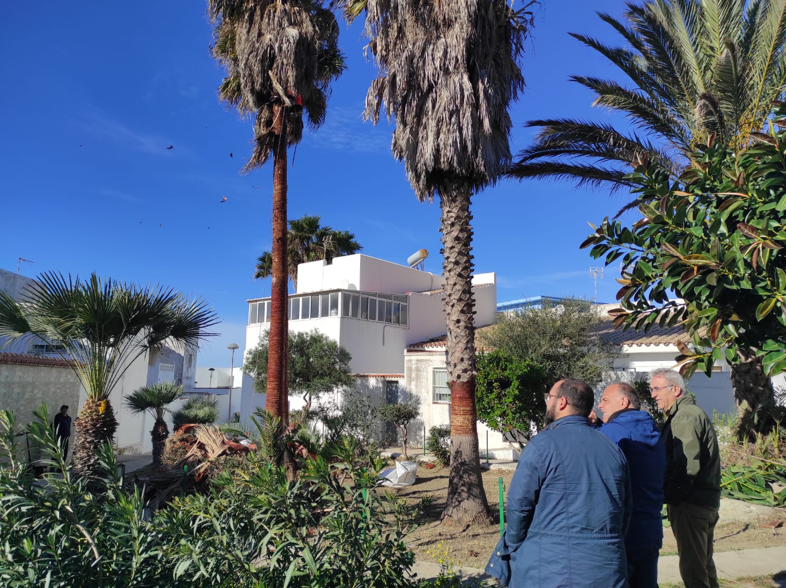 Tarifa ejecuta trabajos especializados de poda de palmeras.
