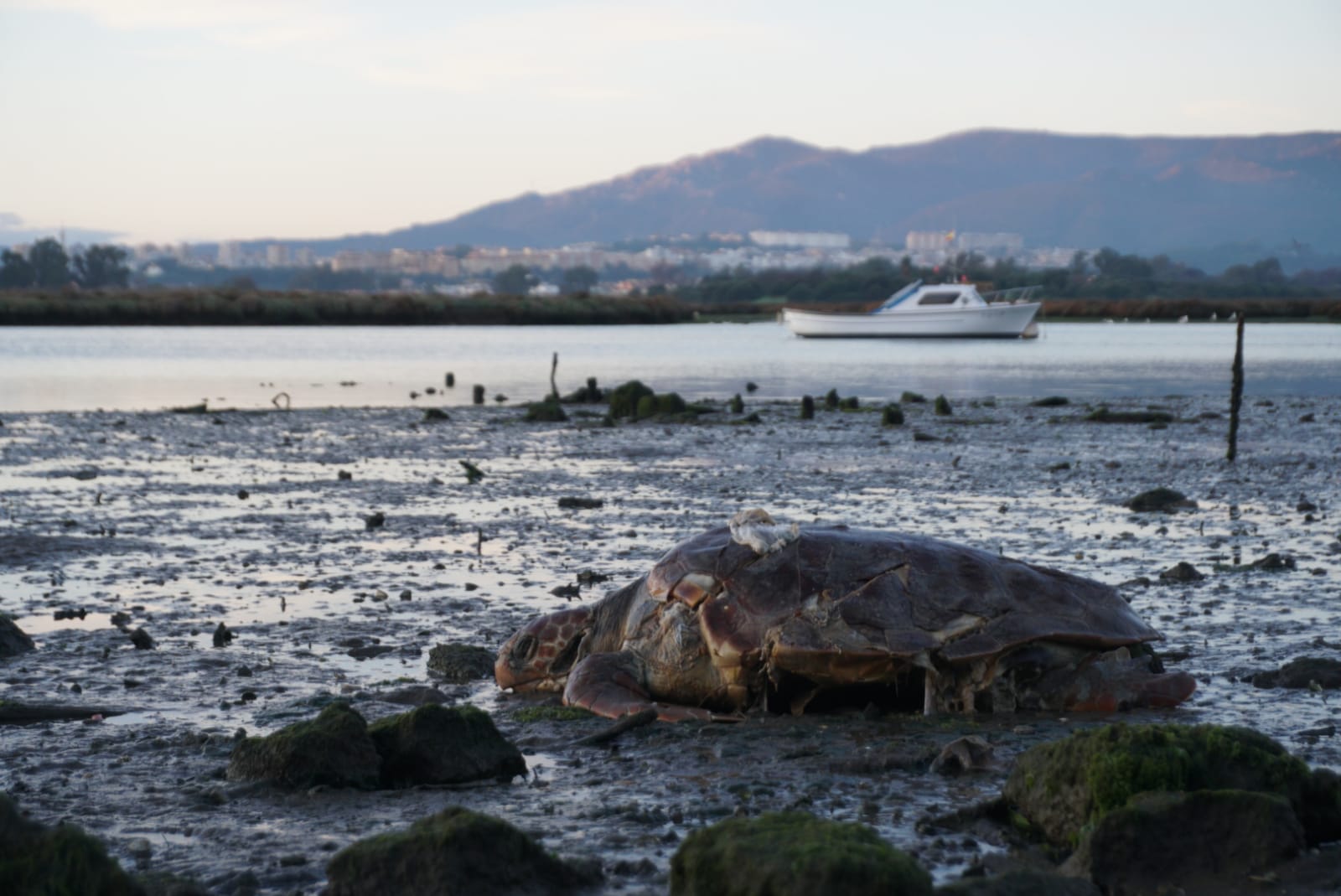 Imagen de la tortuga muerta. Foto: Juanma Galindo /Directo