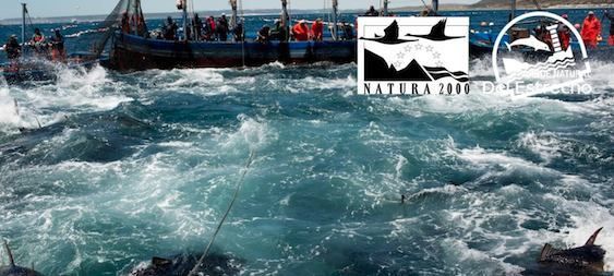 Jornada de pesca y explotación tradicional del atún rojo en Tarifa.