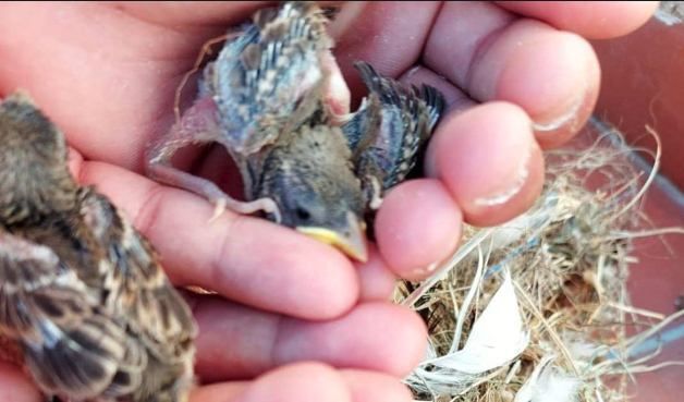 Pájaros de nidos afectados en La Línea.