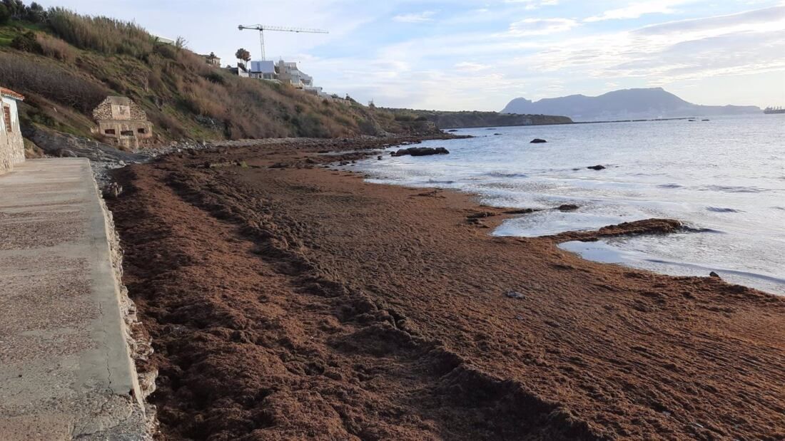 Andalucía lidera la investigación sobre caracterización y aprovechamiento del alga asiática.