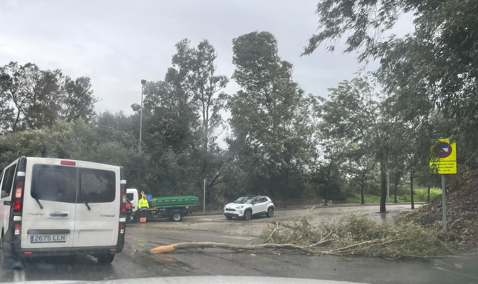Un árbol caído a la vía pública en Algeciras, uno de los daños de la borrasca 'Karlotta' en el Campo de Gibraltar. Bomberos intervienen en siete actuaciones en las primeras horas de la borrasca 'Karlotta' en la comarca