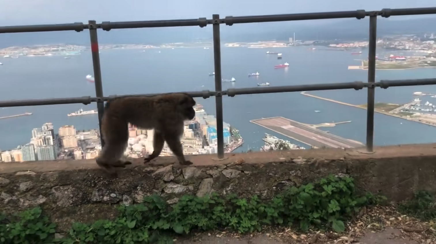 Vuelve a Gibraltar el mono que 'se fue de turismo' a La Línea 