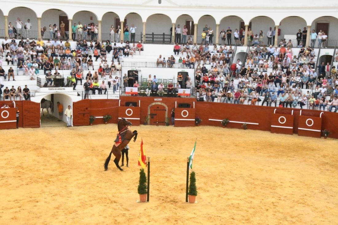 2022_como_bailan_caballos_andaluces_JMY_7865