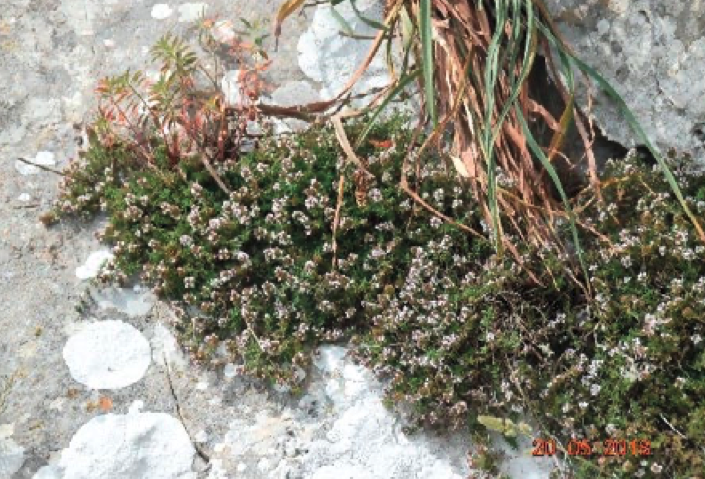 El porqué de las veinte plantas exclusivas del Peñón de Gibraltar. Lámina 13. Magnífico tomillo en un talud calizo transitado. Imagen de Federico Sánchez Tundidor.