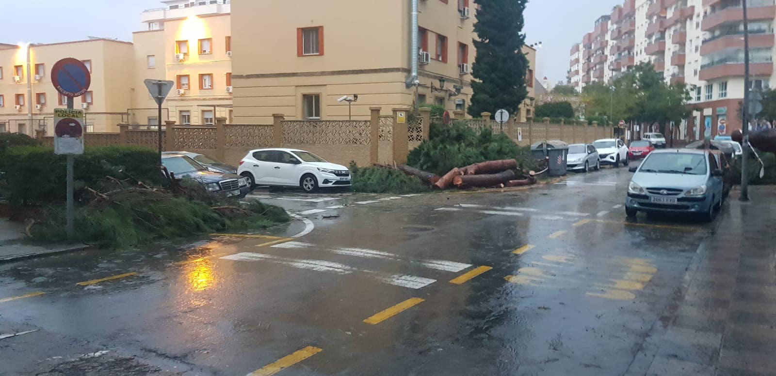 Árbol caído en el Parque María Cristina.