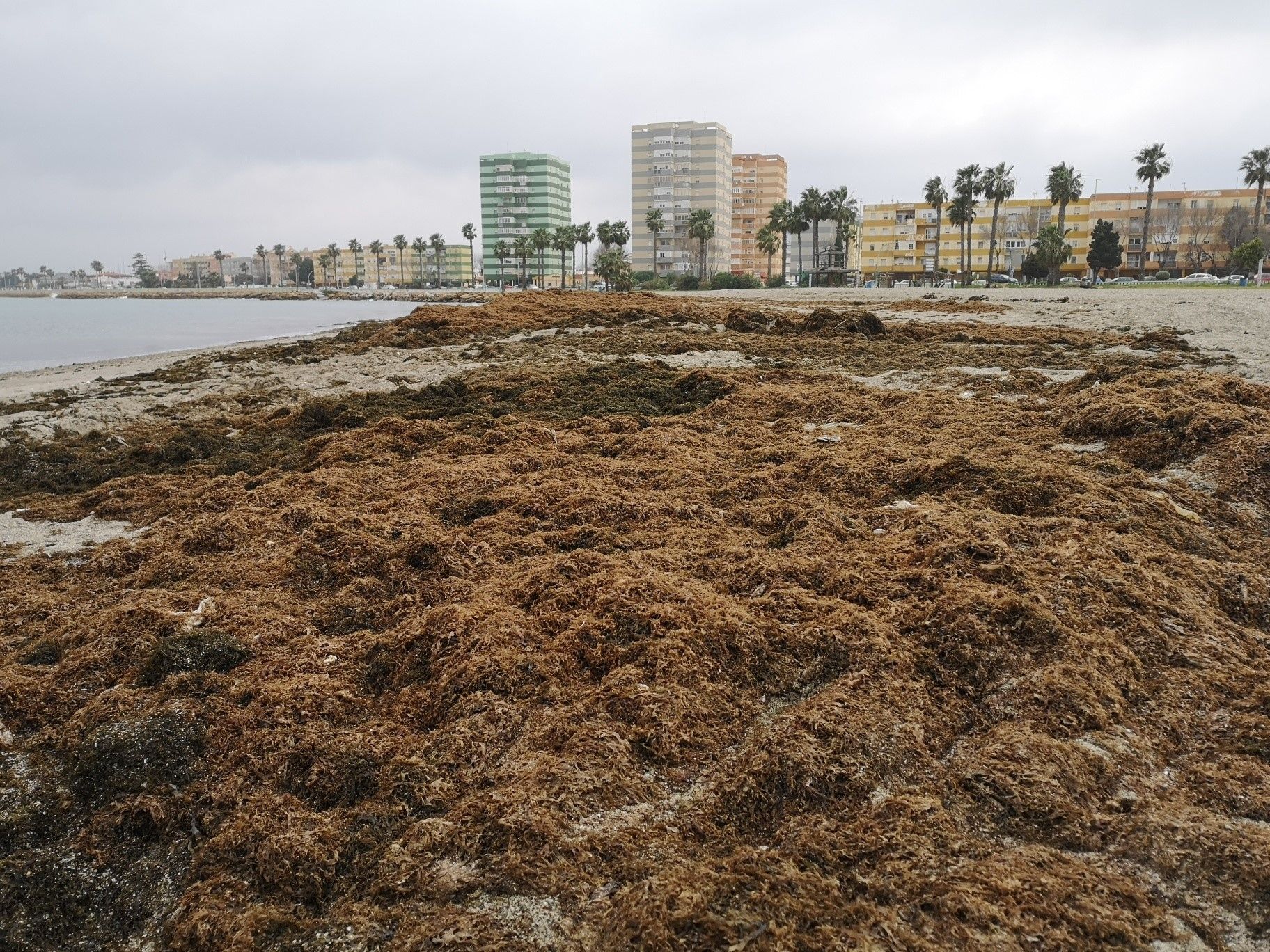 Alga invasora, en la playa de Poniente, en La Línea.