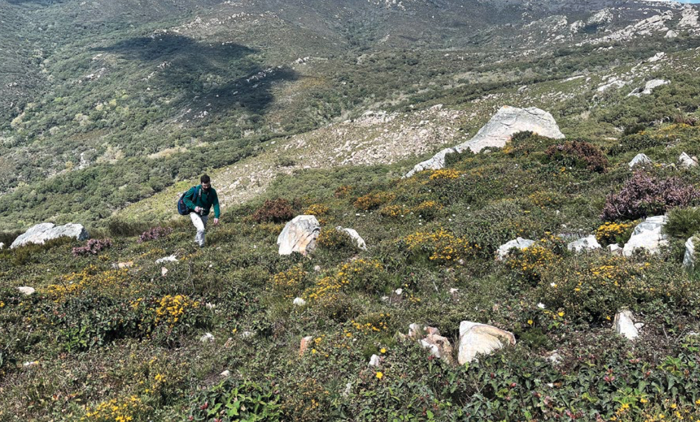 Fenología de la floración y diversidad de insectos polinizadores en la herriza del Estrecho.  Formaciones de herriza tapizando crestas y cumbres de la sierra de Ojén (Tarifa, Cádiz). Fotografía de los autores. 