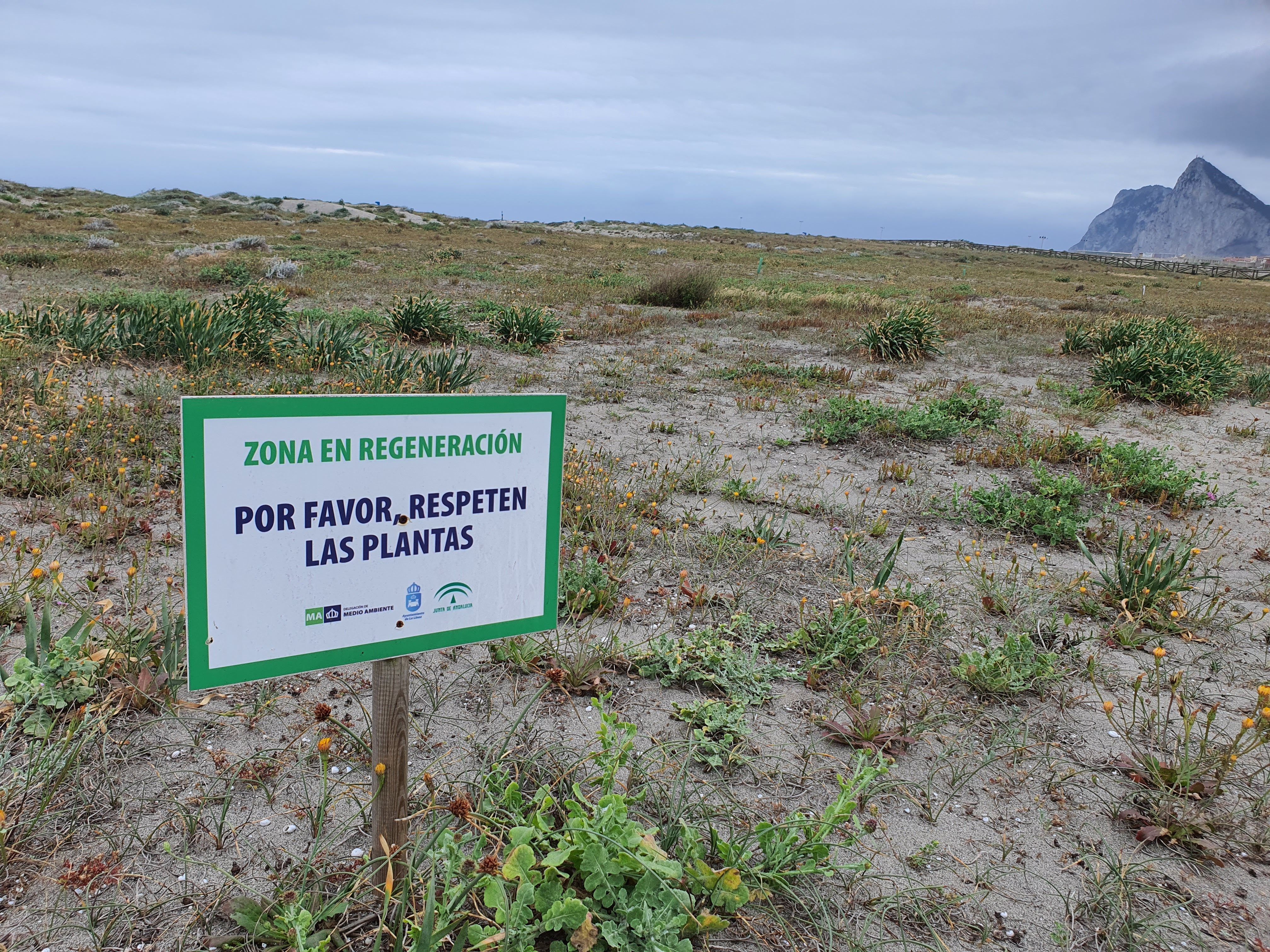 Verdemar presentará sugerencias al proyecto de restauración del sistema dunar de La Línea