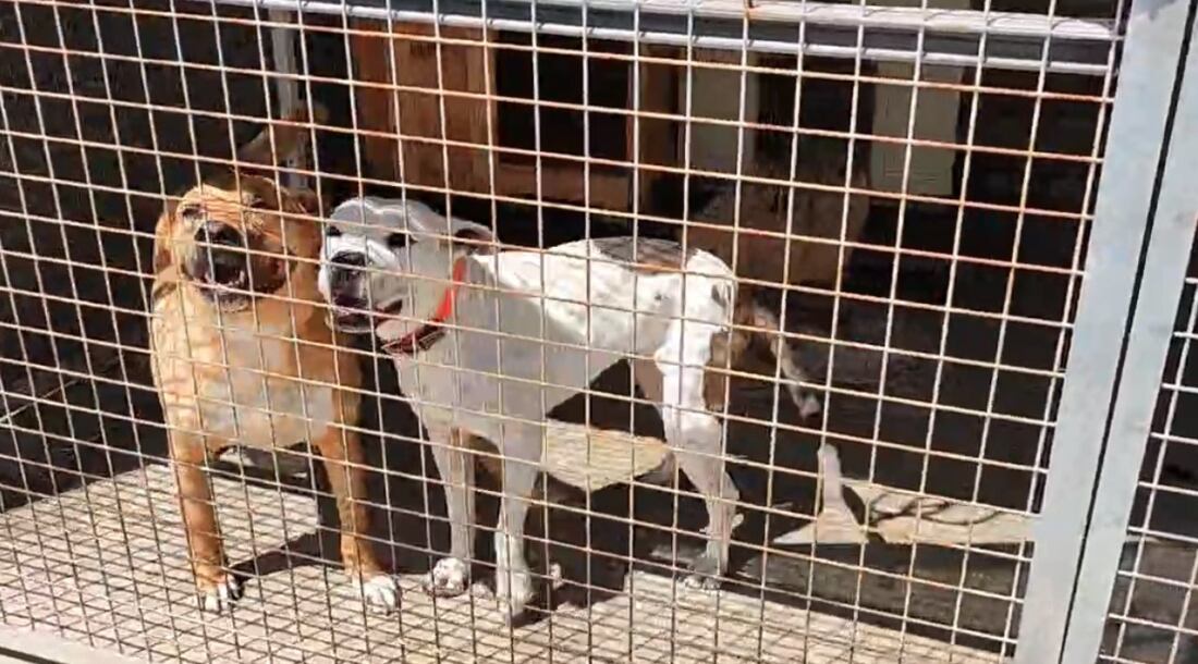 Archivo. Dos de los perros que se encuentran en la Perrera de Los Barrios.