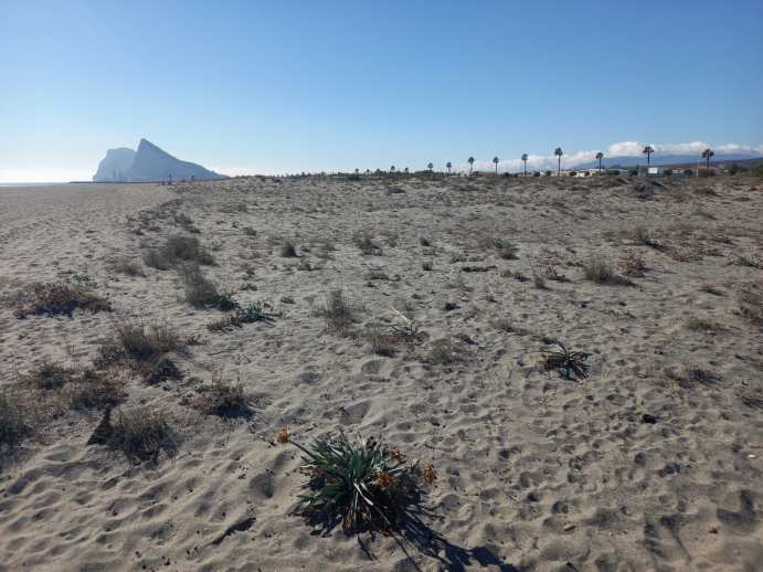 El Gobierno invertirá 600.000 euros en la protección del sistema dunar de la playa de Levante de La Línea