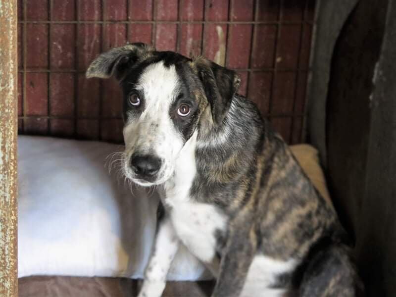 Un perro en la Perrera de Los Barrios