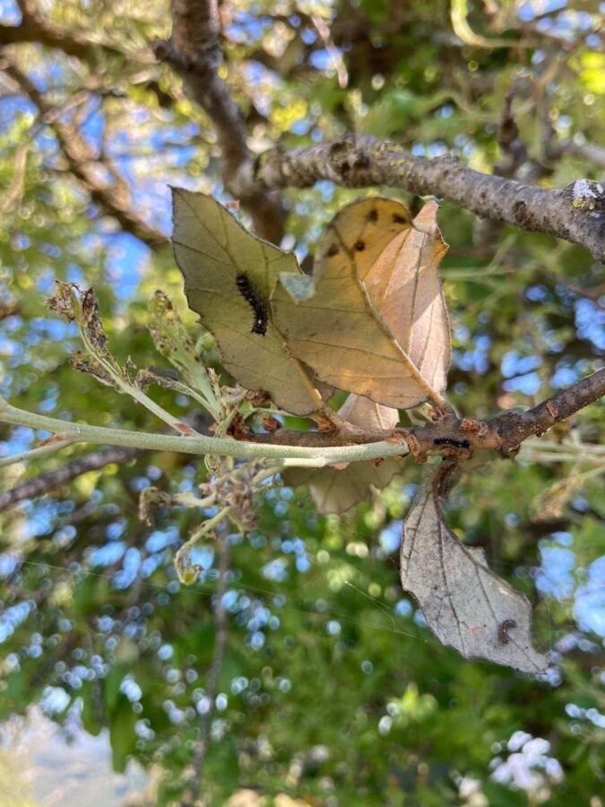 Imagen de la lagarta peluda. 