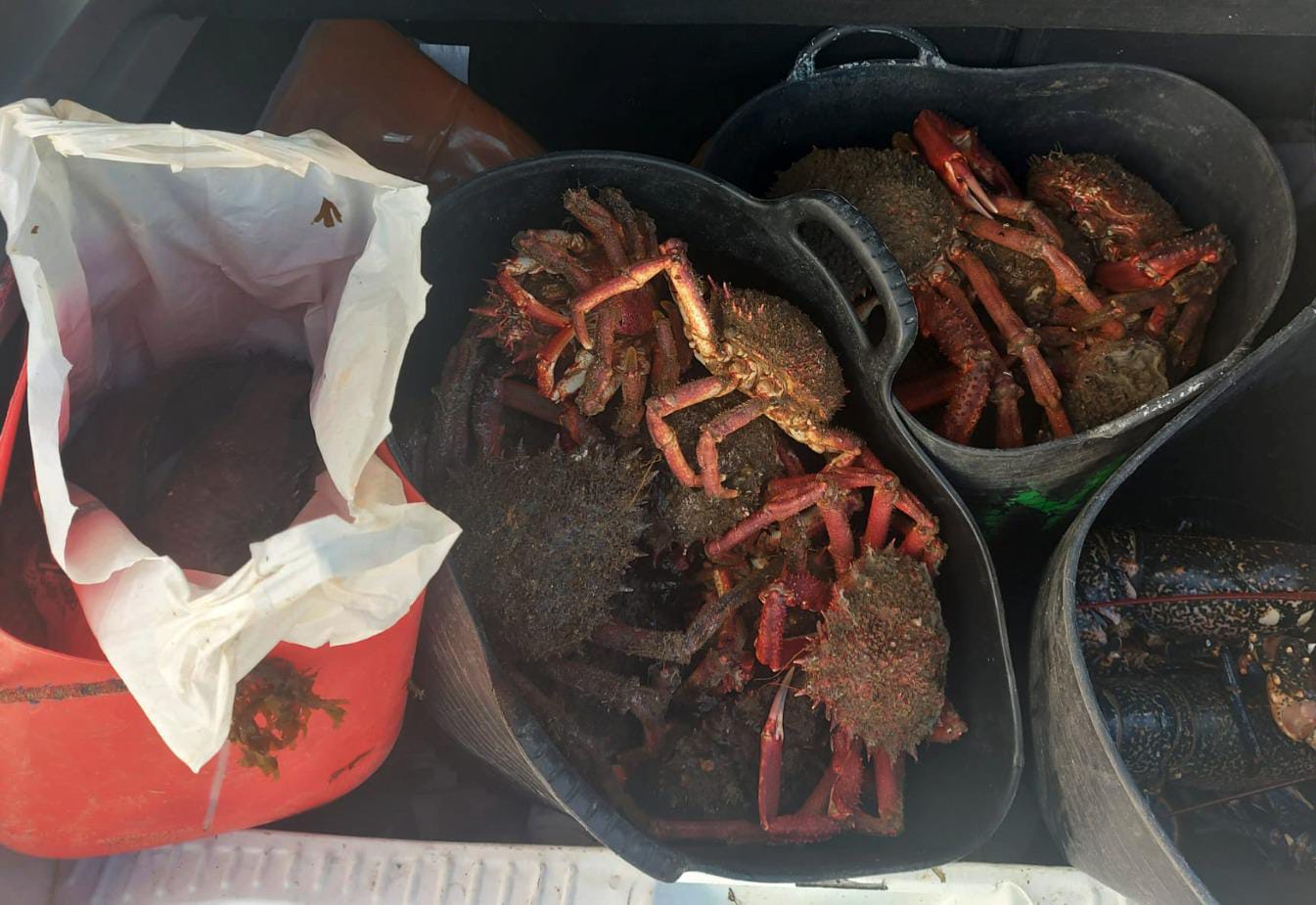 La Policía Local interviene pescados y mariscos en Palmones destinados a la venta ilegal