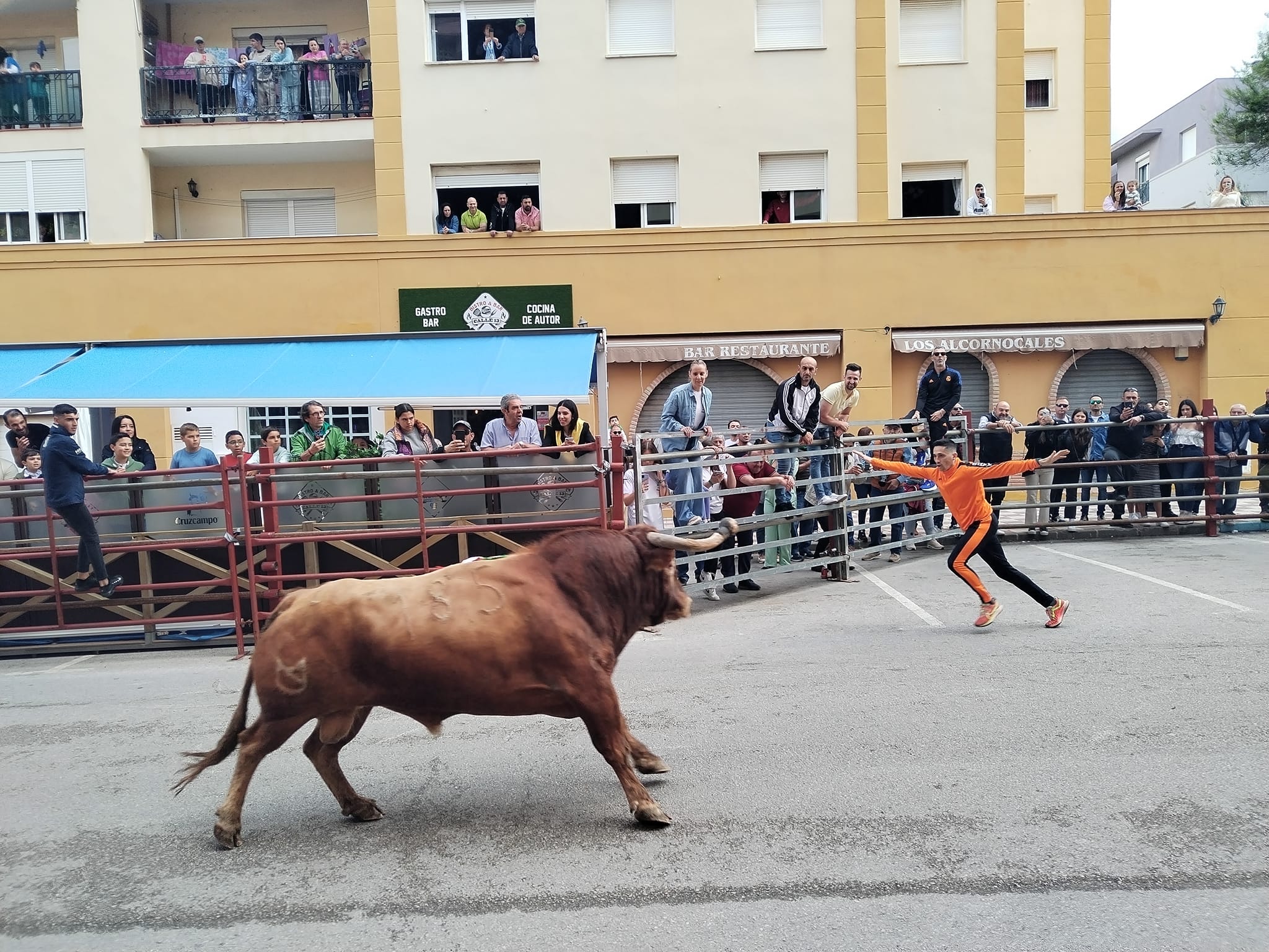 Los Barrios disfruta de su Toro Embolao.