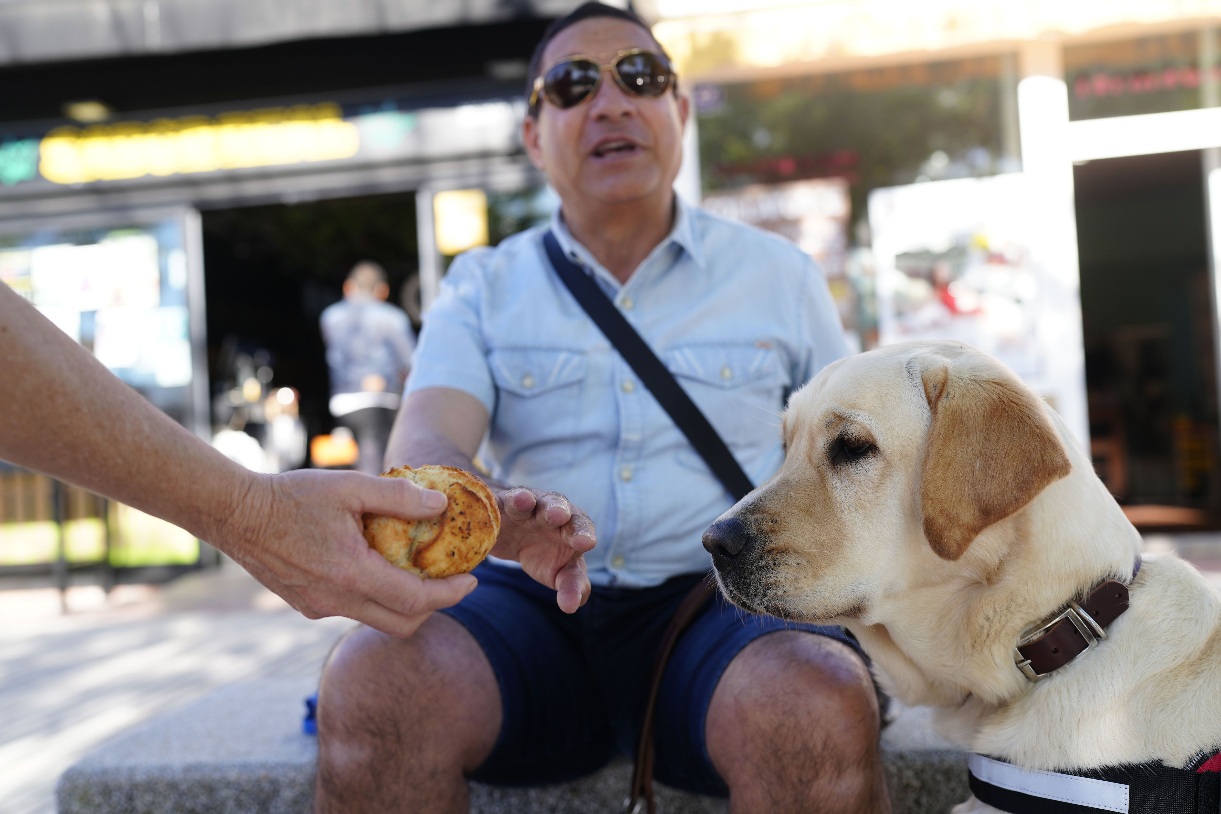 Los perros guía de la ONCE en el Campo de Gibraltar piden que no los distraigas con alimentos. 