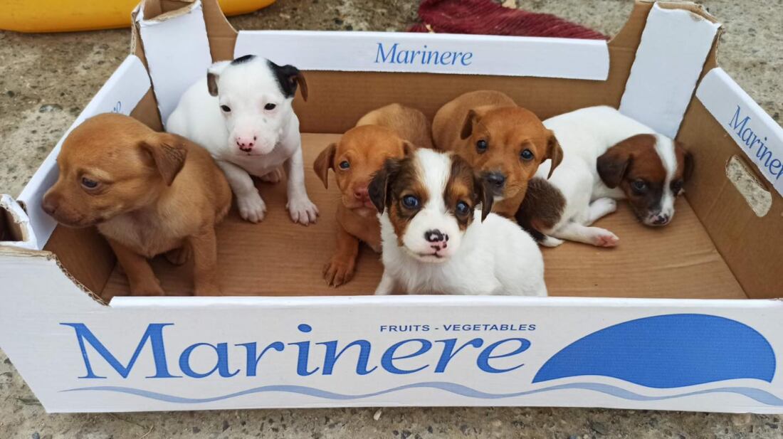 Perros llegados a las instalaciones de SOS Perrera de Los Barrios.