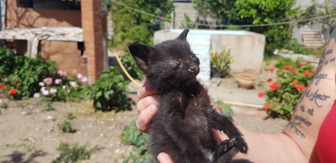 Gato en una parcela de La Línea.