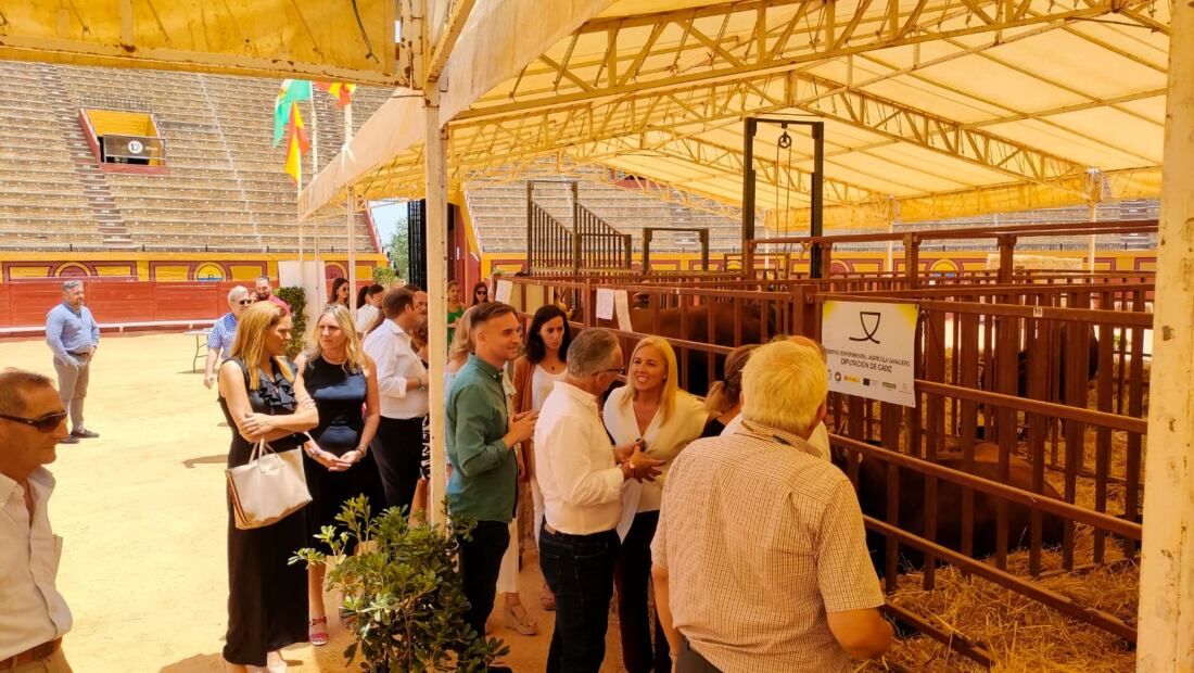 Feria del Ganado de Algeciras.