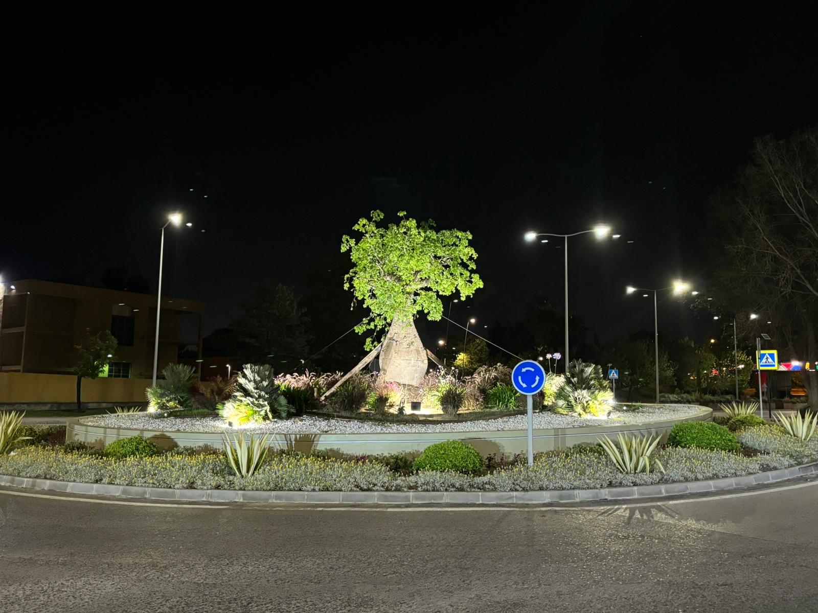 Nueva ceiba que luce en la rotonda de San José Artesano.
