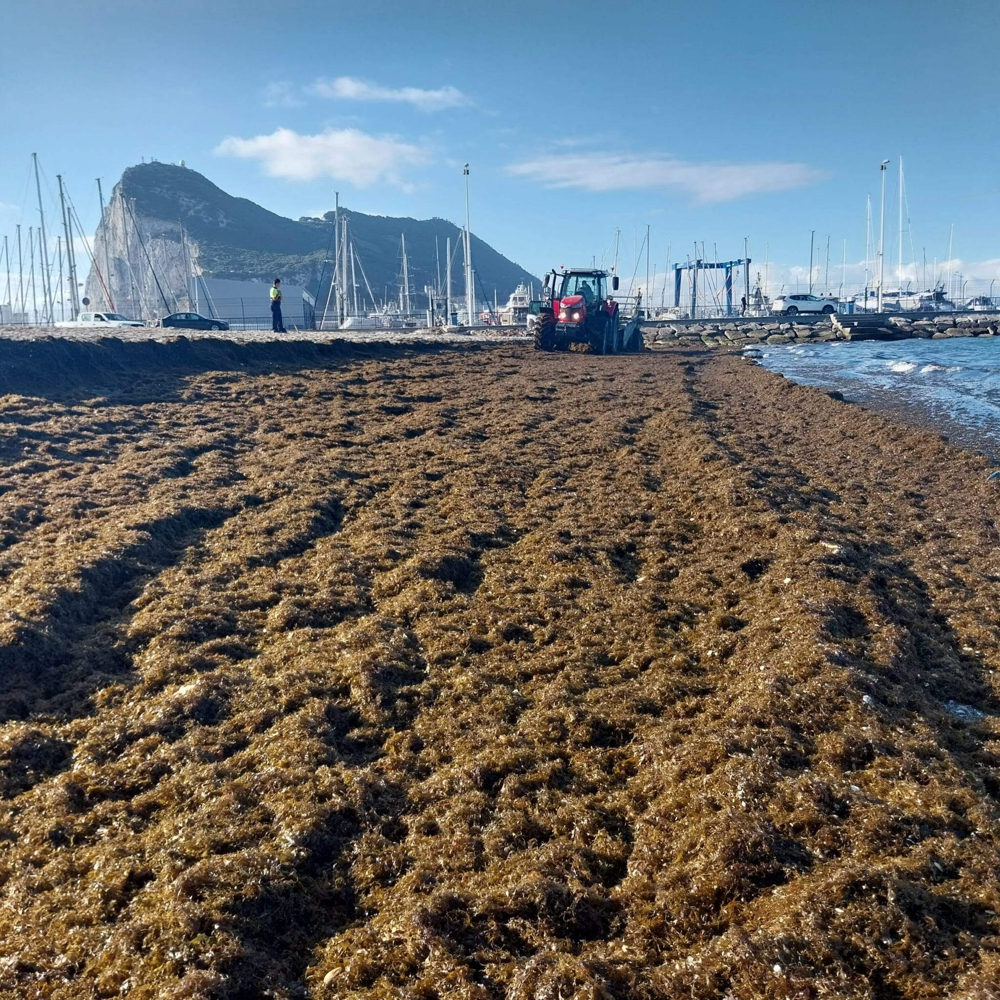 La playa de Poniente de La Línea con una acumulación de alga asiática. Archivo.