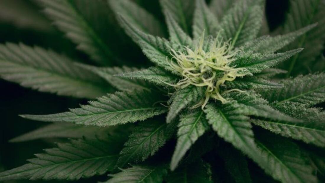 AMP.- El Congreso avala la regulación del cannabis medicinal y abre la puerta a su dispensación en farmacias