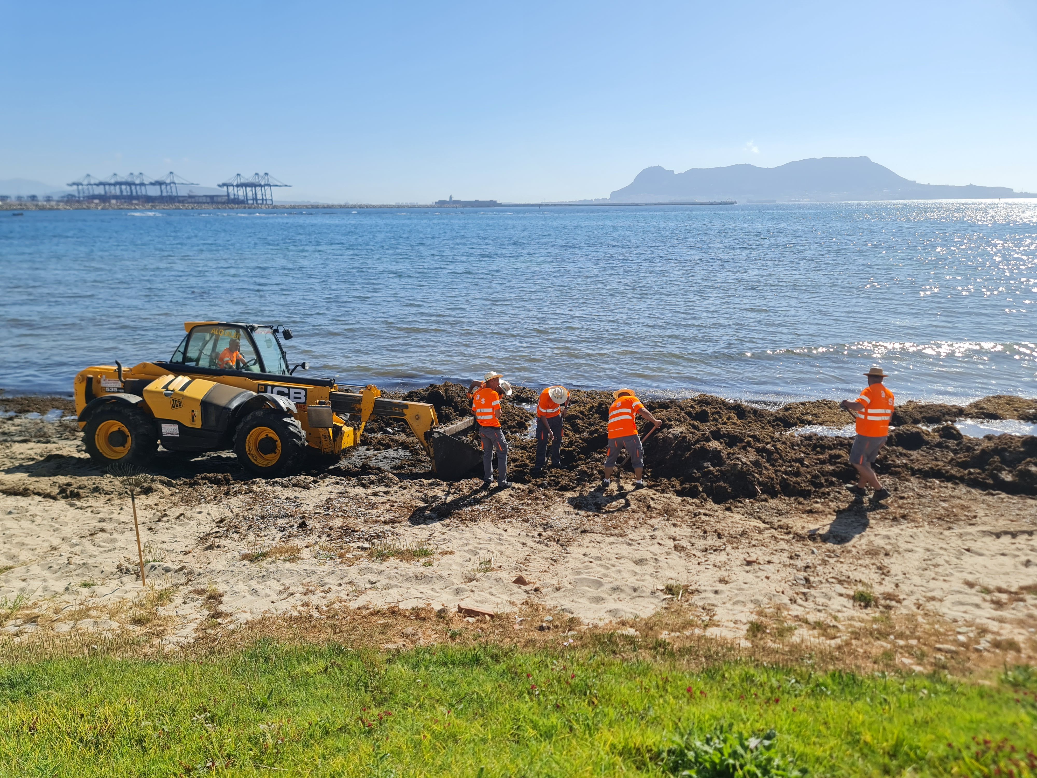 Trabajos de retirada del alga invasora de la playa del Chinarral. Foto de archivo.