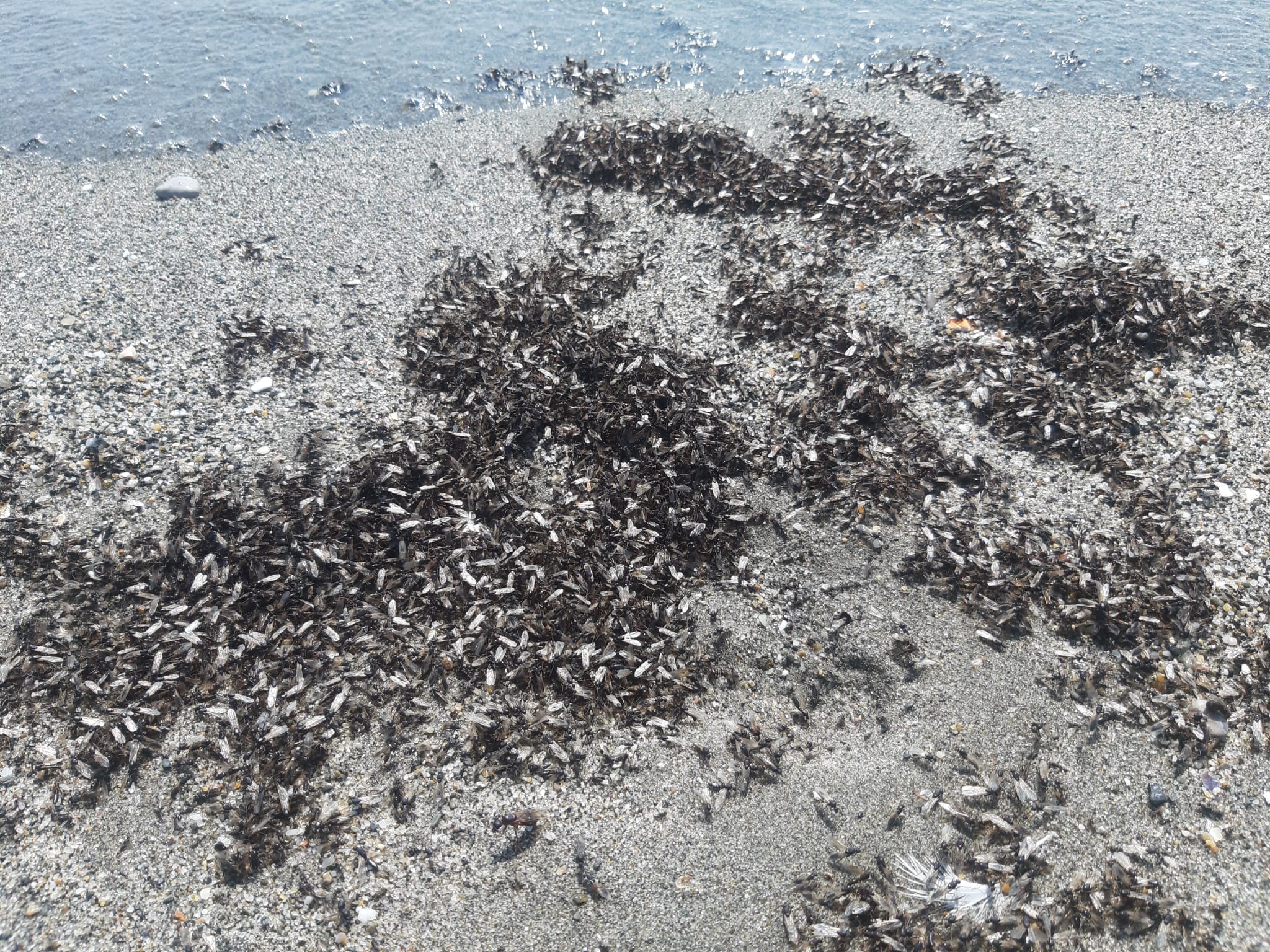 Alúas en la playa.