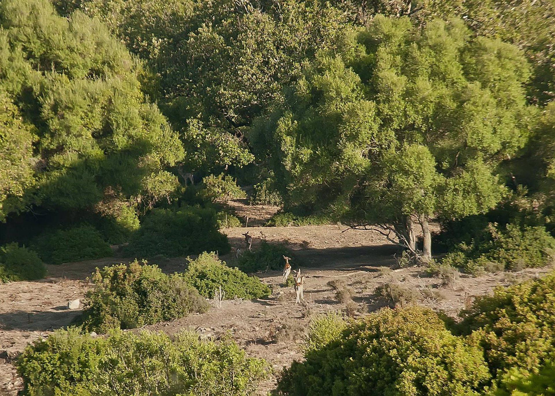 Finca La Almoraima. 