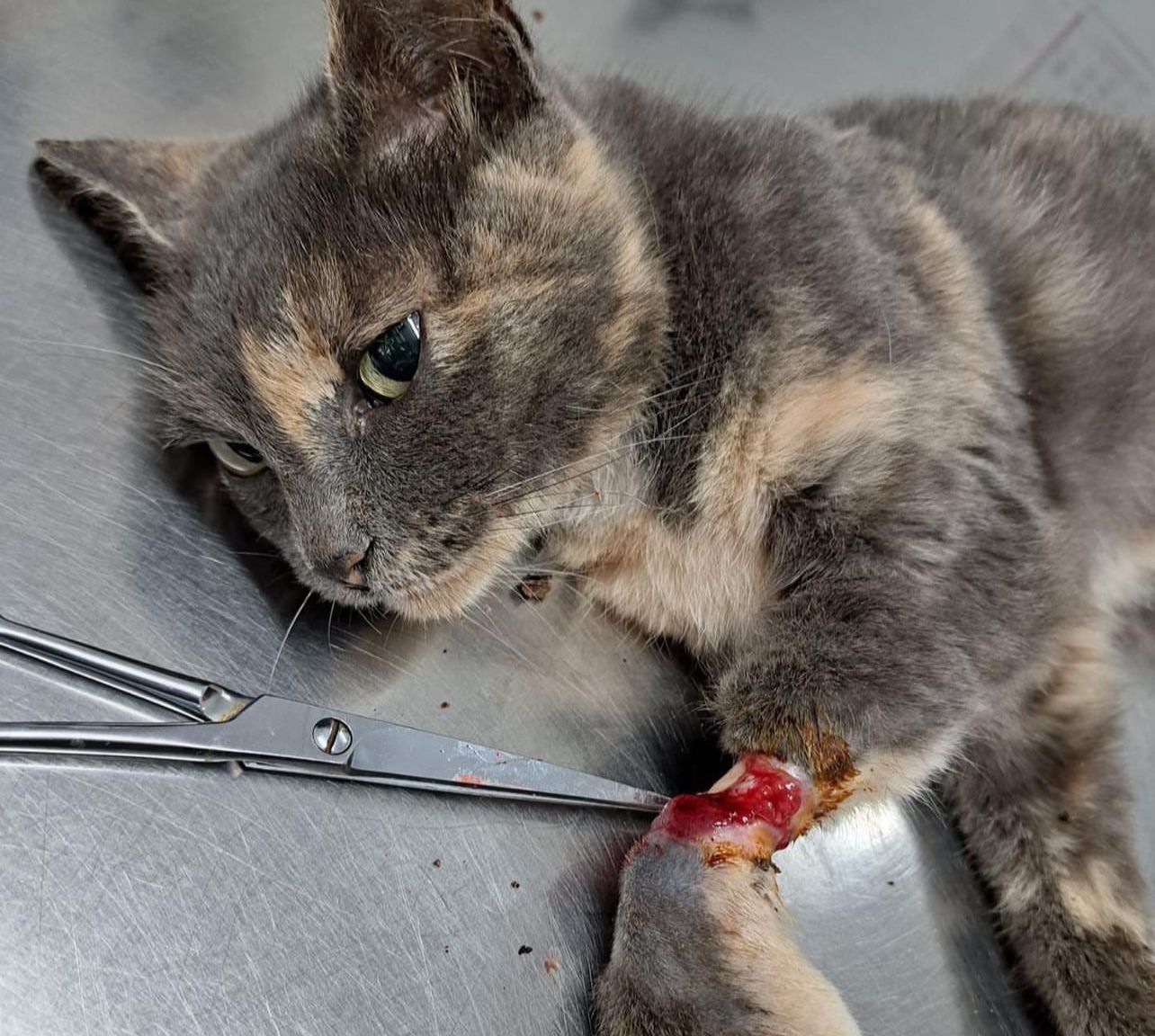 Disparos, veneno, palizas y atropellos: "alarmante" aumento del maltrato a gatos en Castellar.
