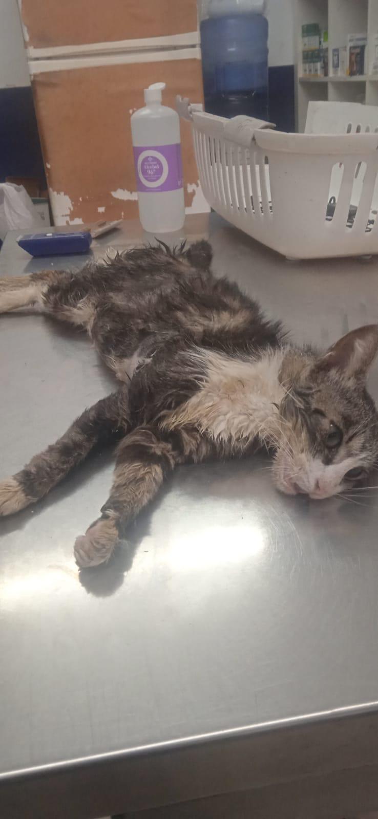 Maltrato de gatos en Castellar denunciado por Cats and Dogs Chispa