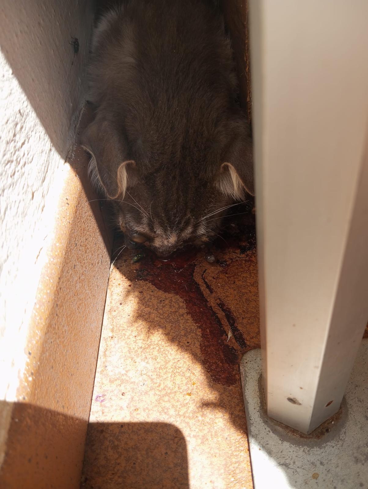 Maltrato de gatos en Castellar denunciado por Cats and Dogs Chispa