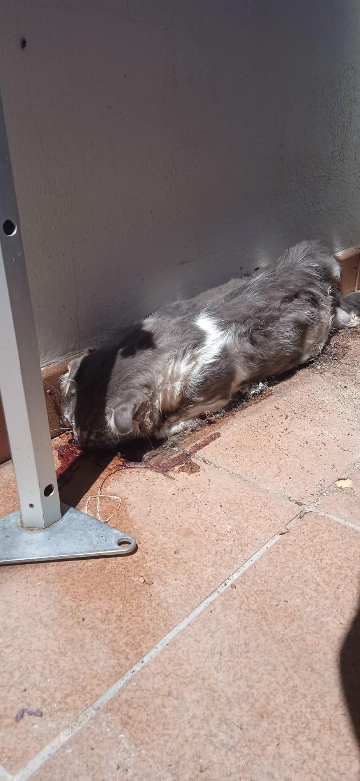 Maltrato de gatos en Castellar denunciado por Cats and Dogs Chispa