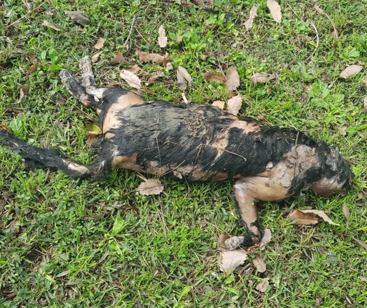 Maltrato de gatos en Castellar denunciado por Cats and Dogs Chispa