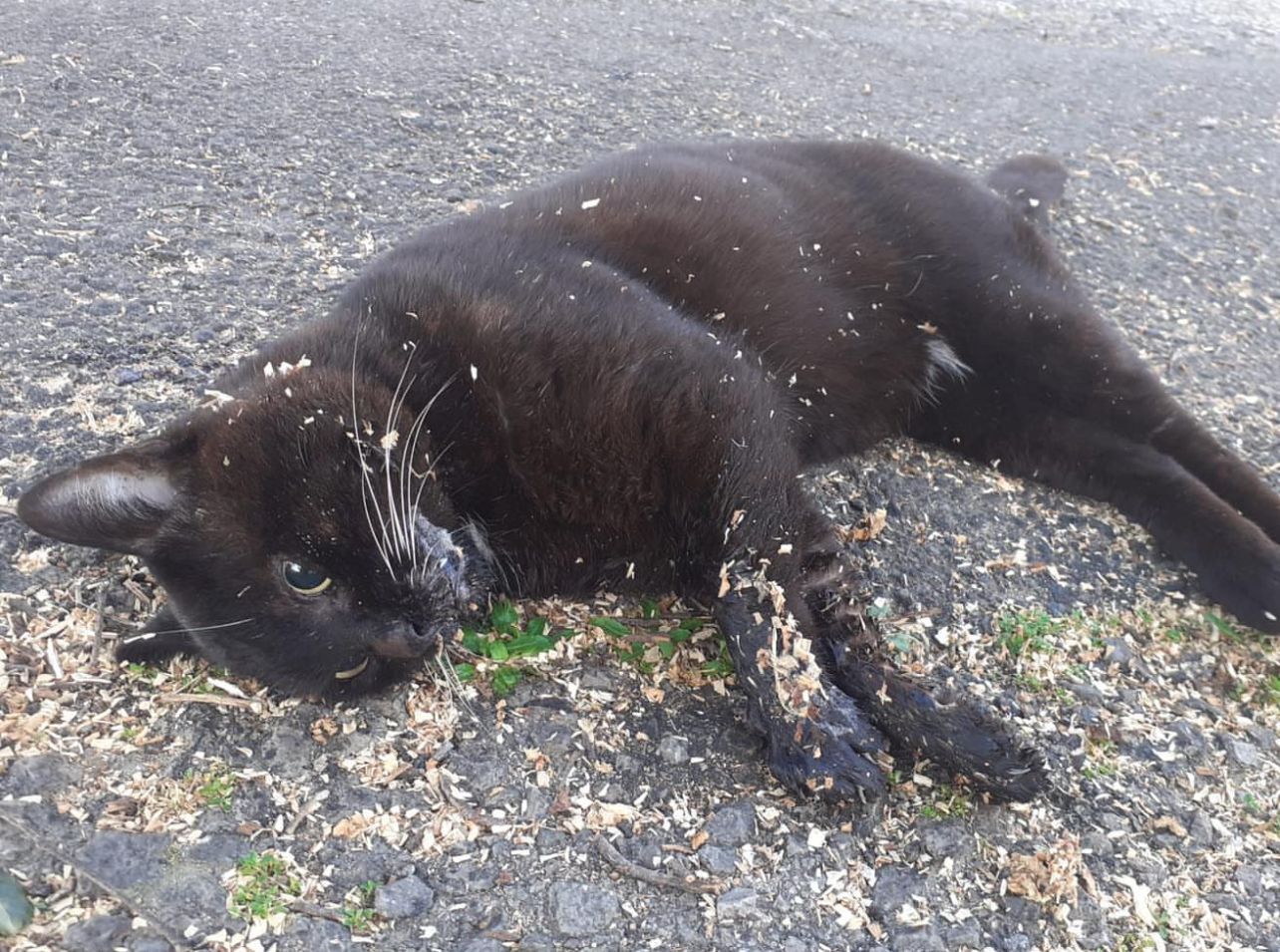 Maltrato de gatos en Castellar denunciado por Cats and Dogs Chispa