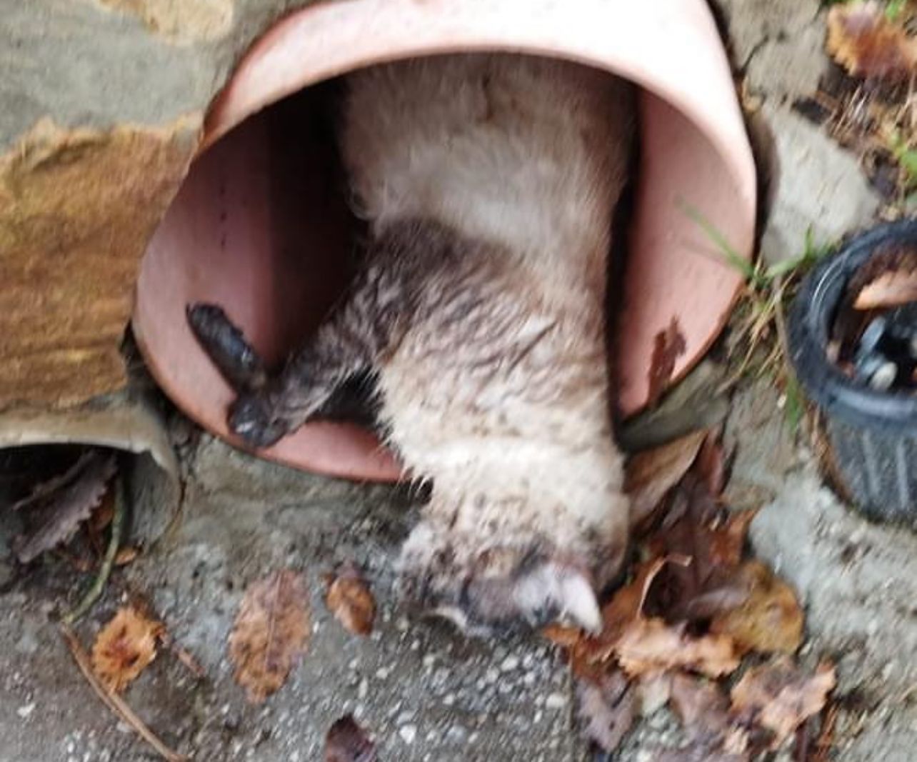 Maltrato de gatos en Castellar denunciado por Cats and Dogs Chispa