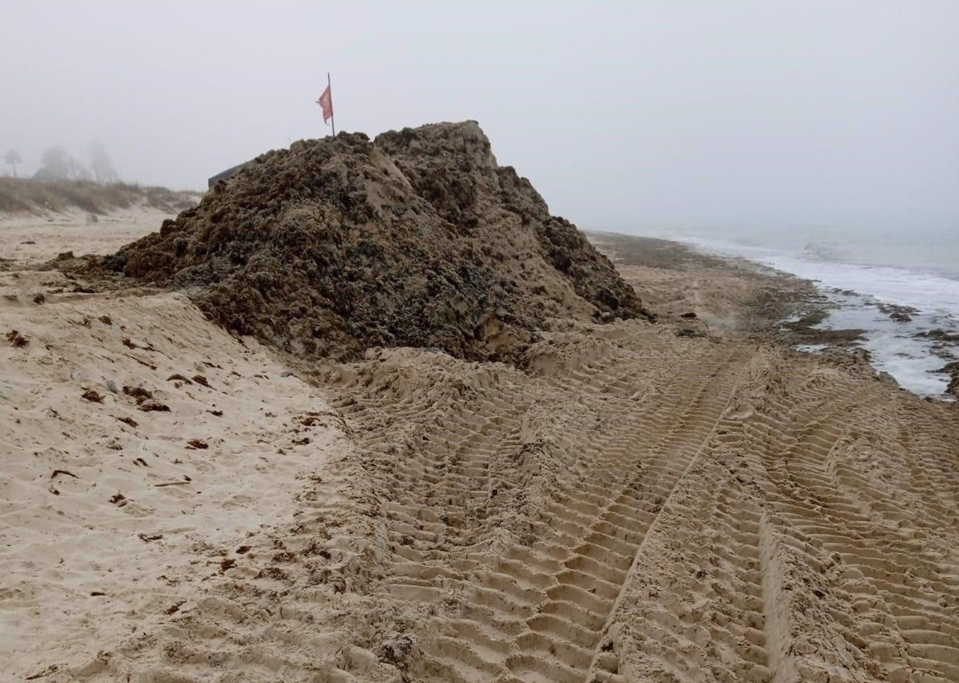 Tarifa reclama ayudas nacionales para afrontar la retirada de algas invasoras de sus playas. Montículos de algas en una de las playas de Tarifa - AYUNTAMIENTO DE TARIFA. 