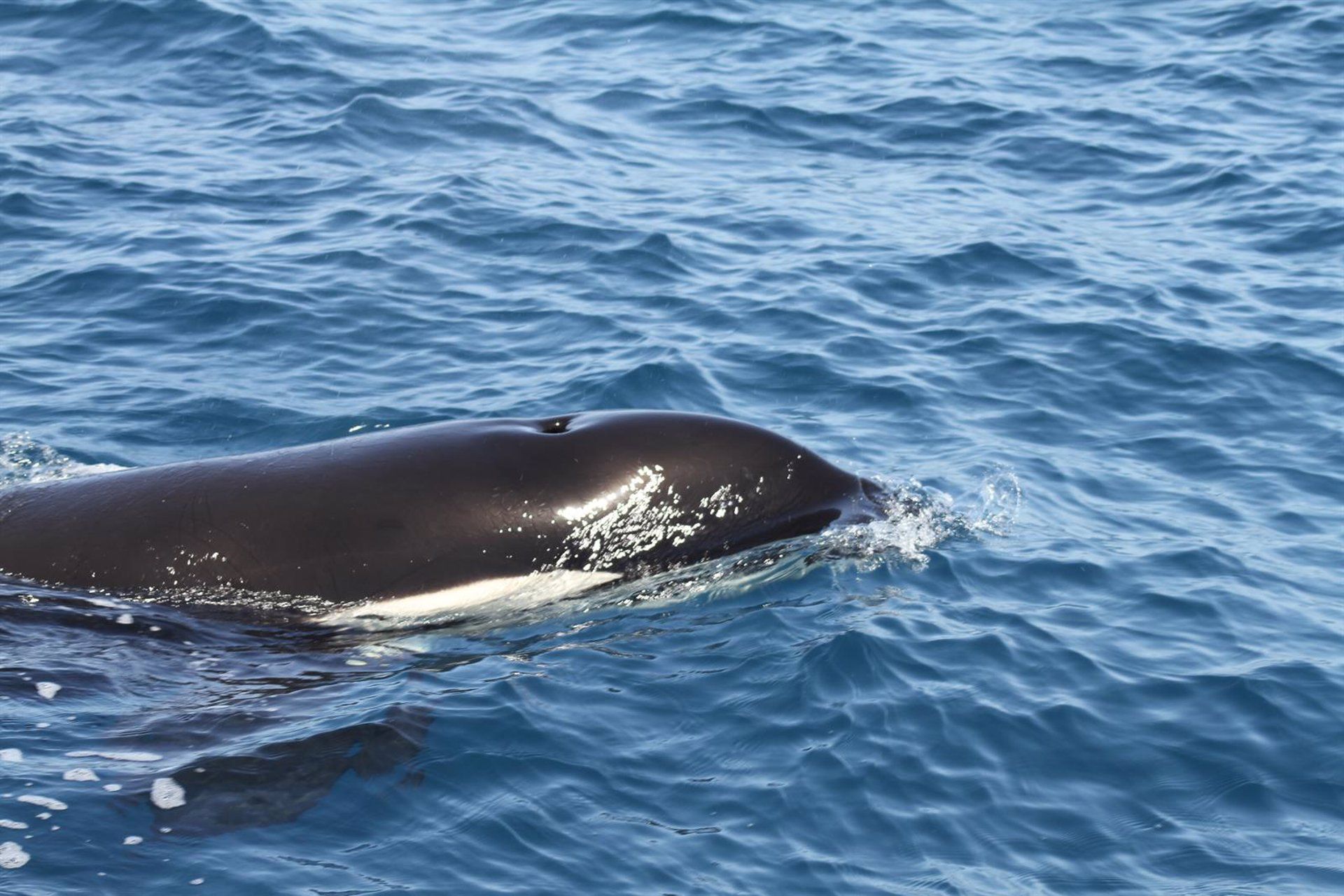Orcas en aguas del Estrecho de Gibraltar. - ECOLOGISTAS EN ACCIÓN. Imagen de archivo. Las orcas en el Estrecho de Gibraltar, protagonistas de una jornada informativa en Barbate