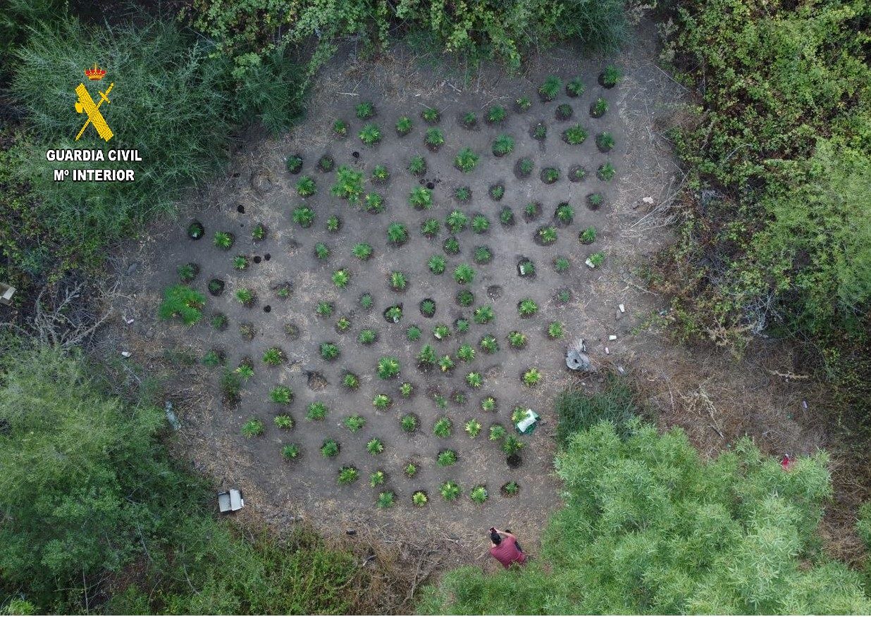 Hallan más de 300 plantas de marihuana en un terreno al aire libre cercano en San Roque